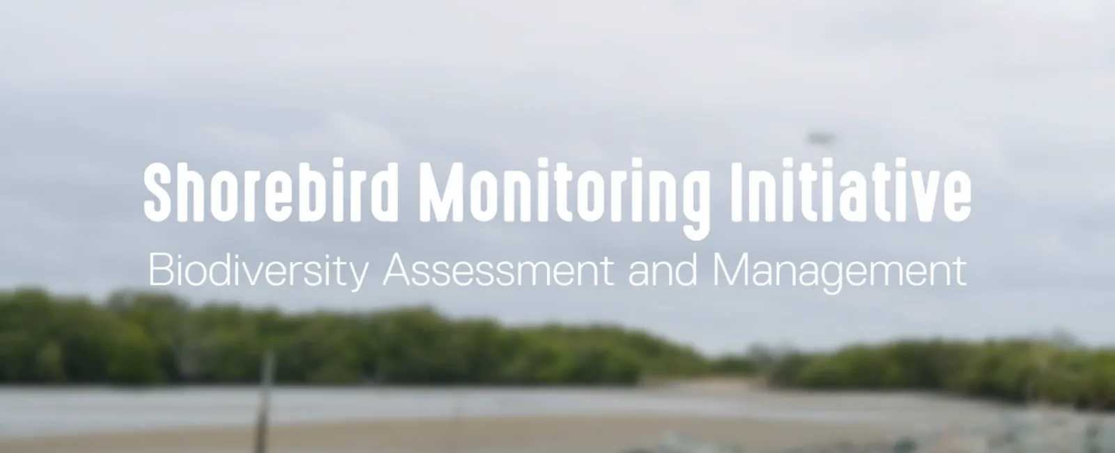 Shorebird monitoring cover photo