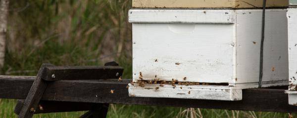 A white box (a beehive) with dozens of bees flying in and out