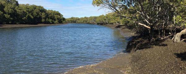 A creek running through mangroves 