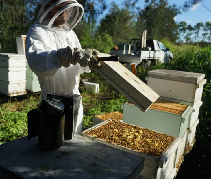 BNE Bees