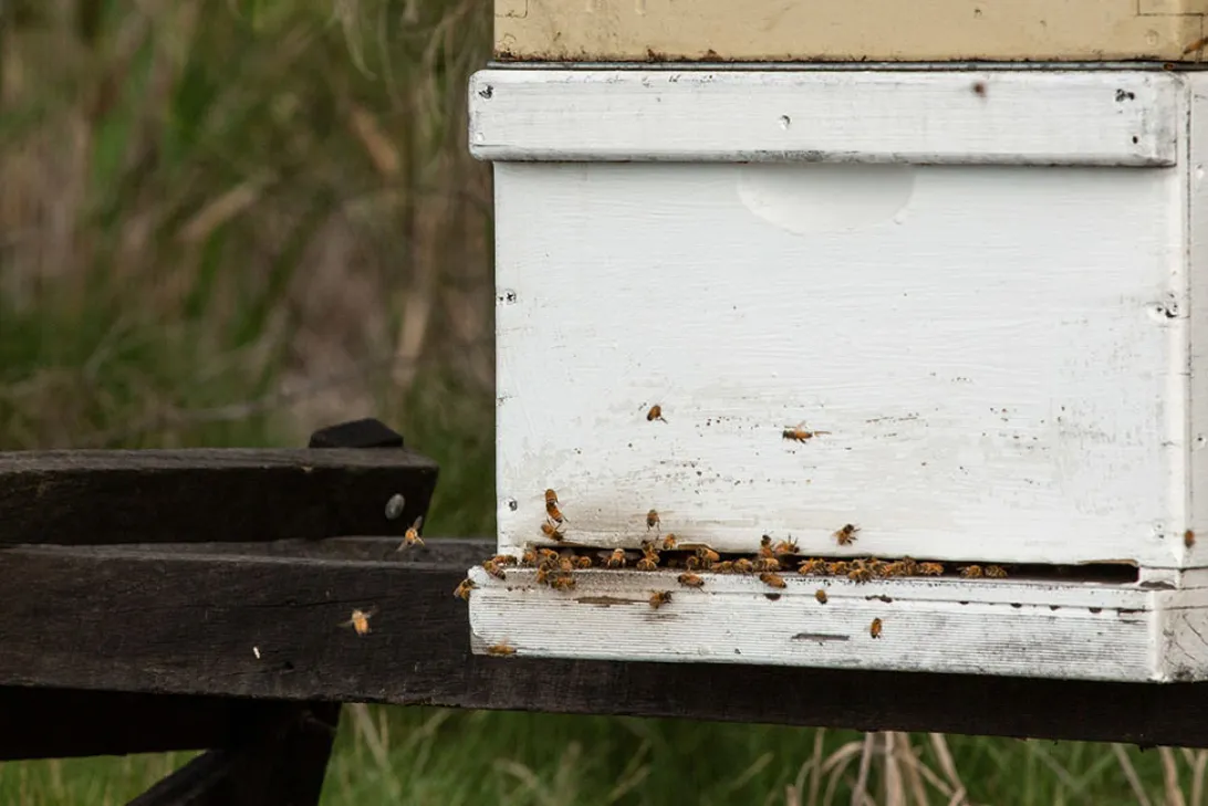 A white box (a beehive) with dozens of bees flying in and out
