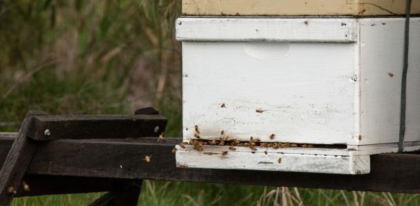 A white box (a beehive) with dozens of bees flying in and out