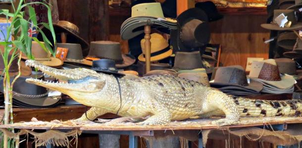 Crocodile in Kuranda markets