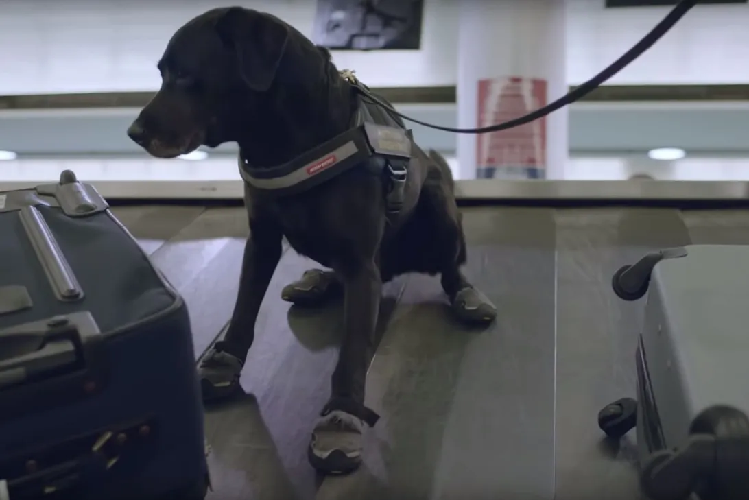 Numerous government agencies and departments use canines to detect threats at Brisbane Airport