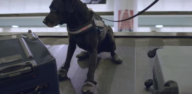 Numerous government agencies and departments use canines to detect threats at Brisbane Airport