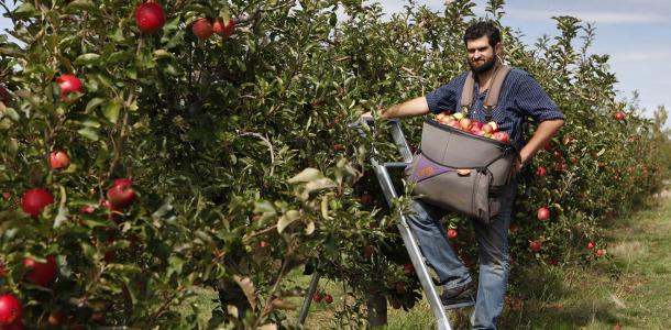 Beau Baddock, orchardist and co-owner of The Agrestic Grocer, Orange, NSW | A taste of Orange