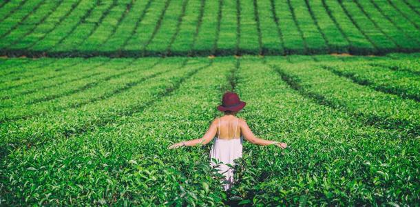 Girl walking in Nucifora Tea Plantation Atherton Tablelands
