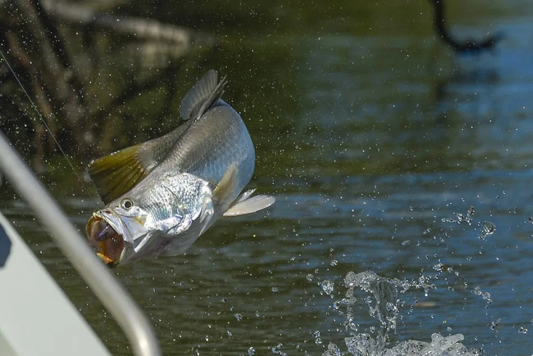 Northern Territory Fishing Barramundi