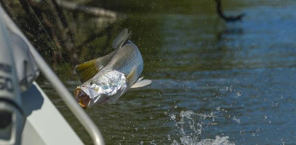 Northern Territory Fishing Barramundi