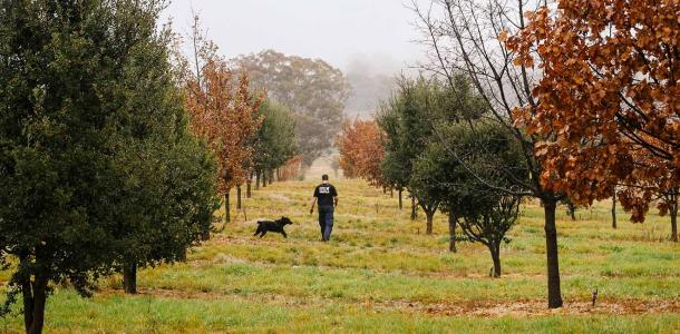 Hunting for truffles at The Truffle Farm, Canberra
