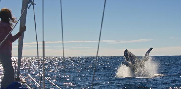 Sailing with whales | Whale watching three ways