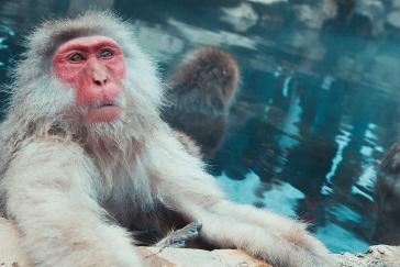 A Japanese macaque bathes in thermal waters, with other monkeys in the background