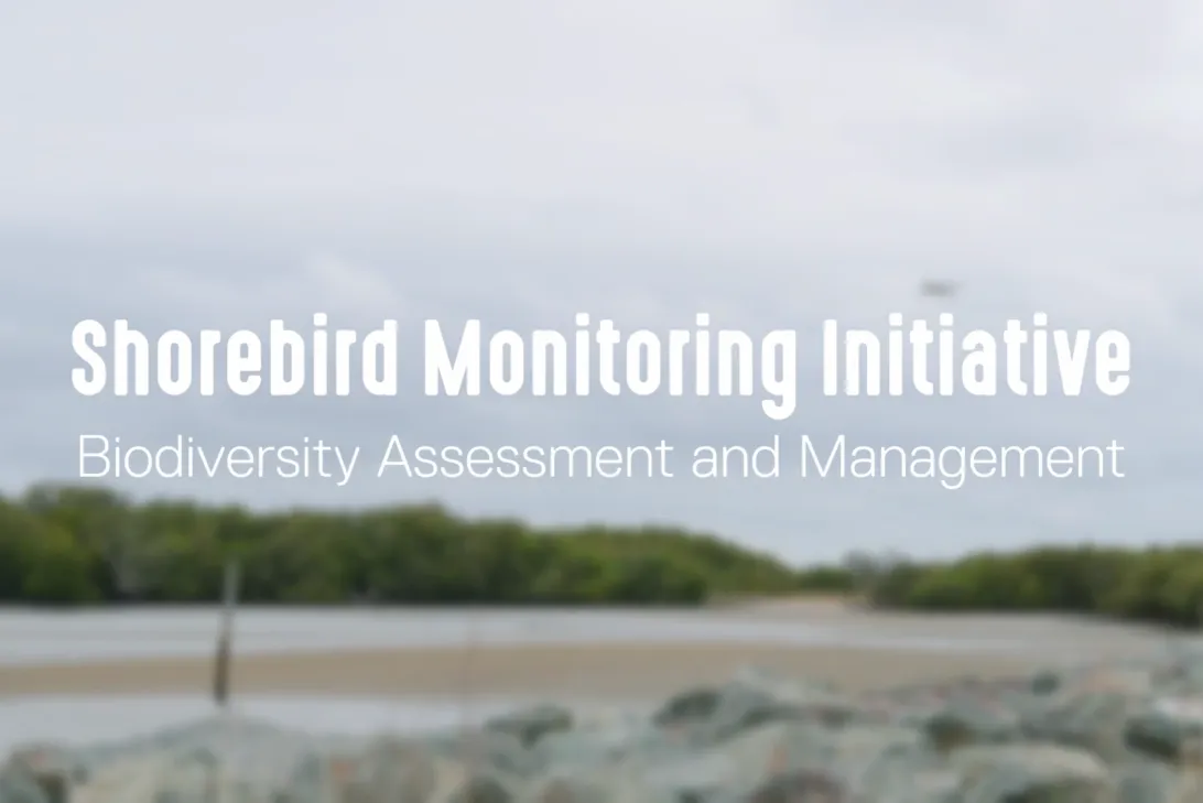 Shorebird monitoring cover photo