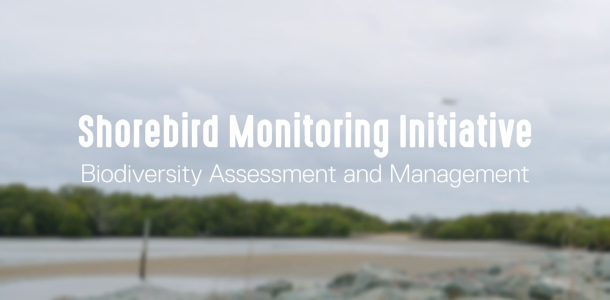 Shorebird monitoring cover photo
