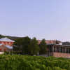 Vineyards of Penfolds Magill Estate
